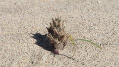 Aphyllon cooperi cooperi