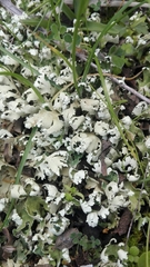 Cladonia convoluta