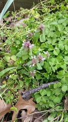 Lamium purpureum