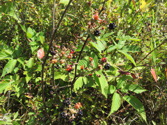 Rubus canadensis