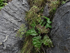 Gingidia montana