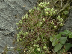 Gingidia montana