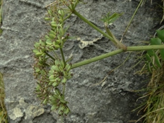 Gingidia montana