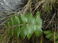 Gingidia montana