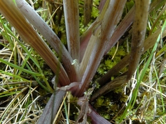 Gingidia montana