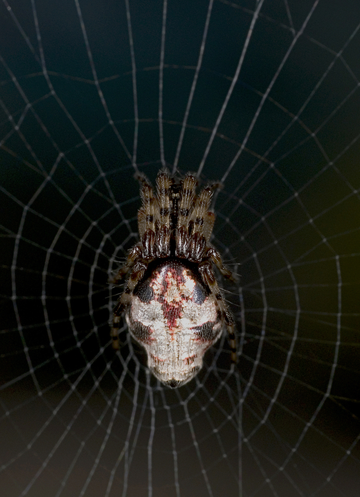 Cyclosa argenteoalba