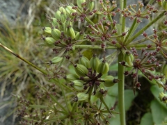 Gingidia montana