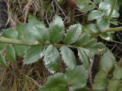 Gingidia montana