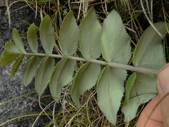 Gingidia montana