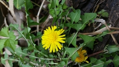 Taraxacum officinale