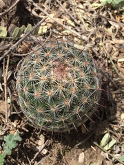 Mammillaria wrightii wilcoxii