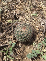 Mammillaria wrightii wilcoxii