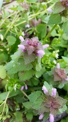 Lamium purpureum
