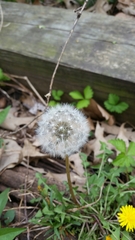 Taraxacum officinale
