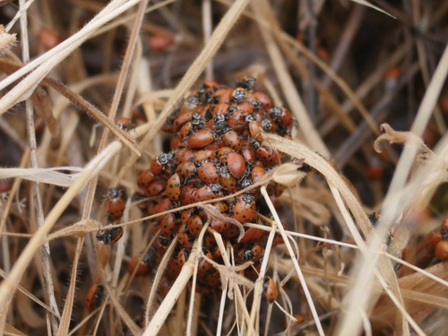 iNaturalist observation photo of Convergent Lady Beetle