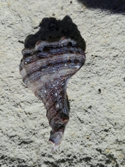 Muricinae