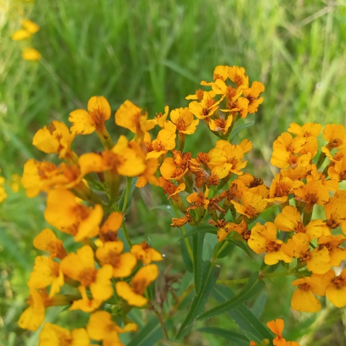 Image of Tagetes lucida by no rights reserved