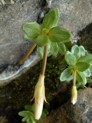 Epilobium matthewsii