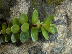 Epilobium matthewsii