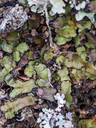 Targionia hypophylla observed 2023-09-25