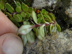 Epilobium matthewsii