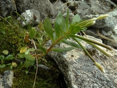 Epilobium matthewsii