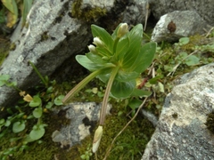 Epilobium matthewsii