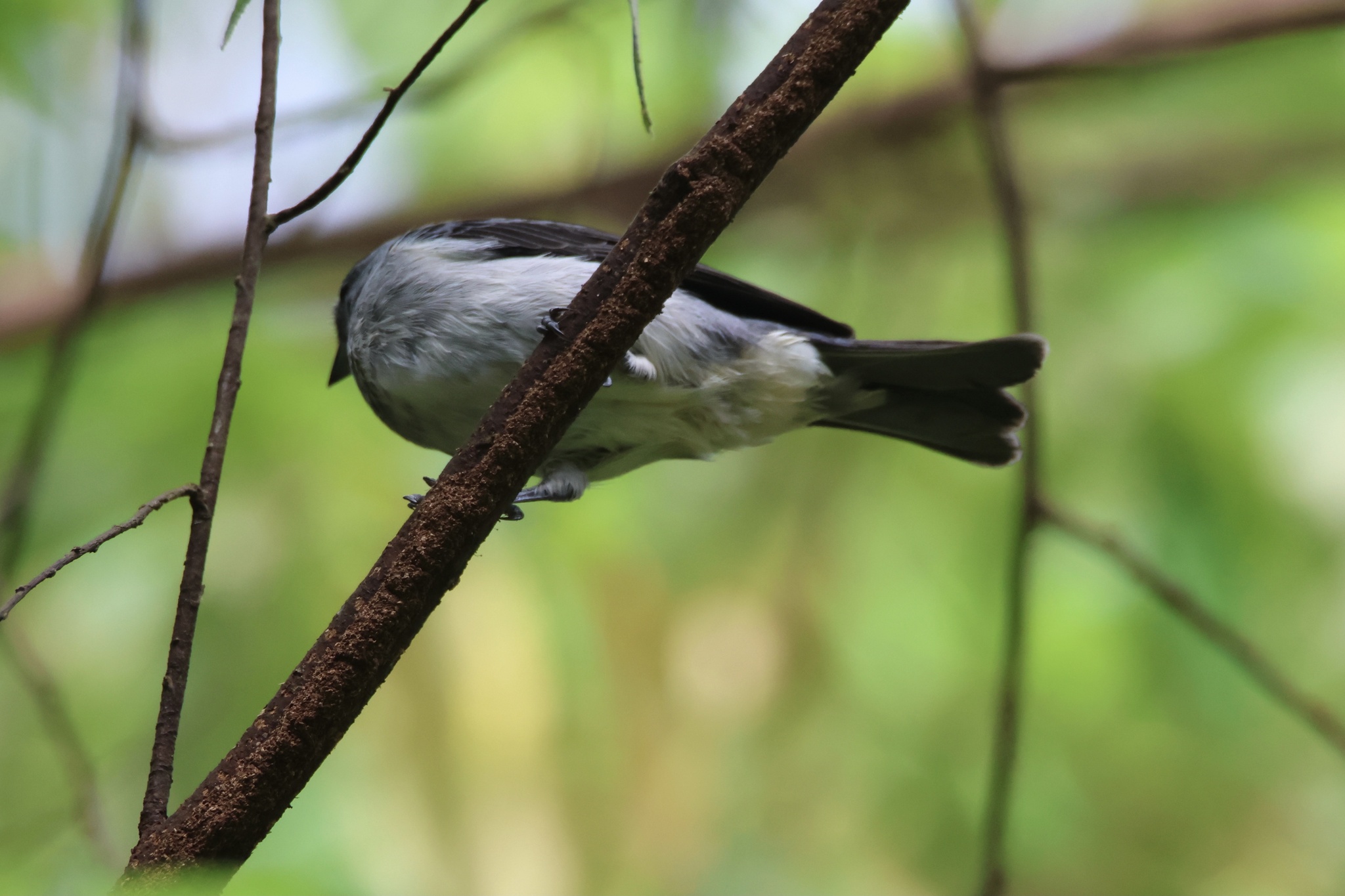Plain-coloured Tanager illustration