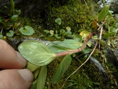 Epilobium matthewsii