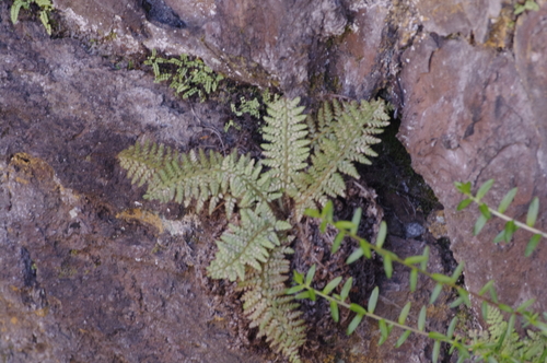 Image of Polystichum haleakalense by (c) Eric Knight, some rights reserved (CC BY)