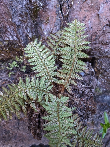 Haleakala holly fern (Polystichum haleakalense)