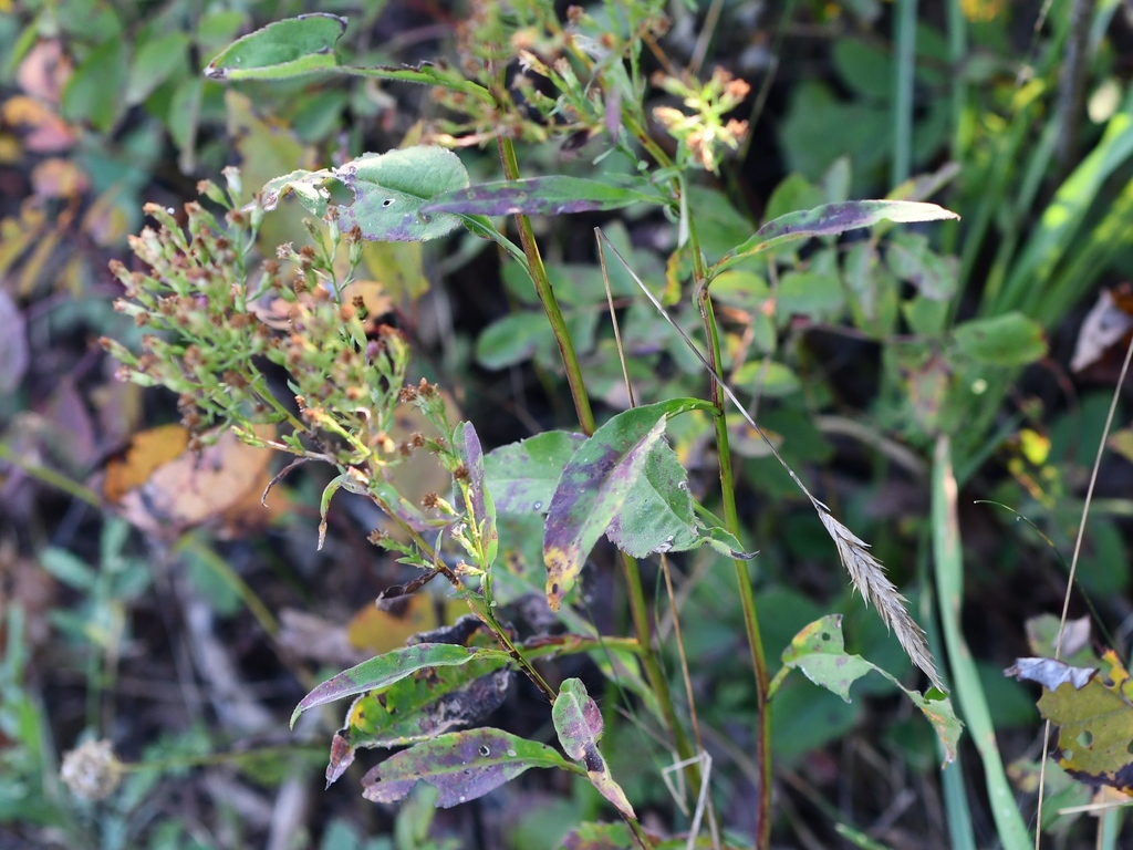 arrow-leaved-aster-from-jefferson-county-ny-usa-on-september-25-2023