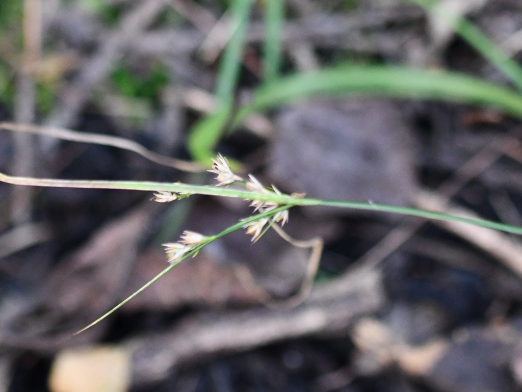 Slender Path Rush from Jefferson County, NY, USA on September 25, 2023 ...