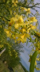 Parkinsonia texana