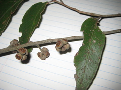 Eucalyptus agglomerata