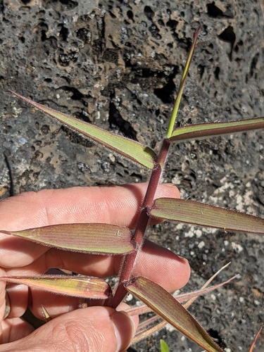 Melinis minutiflora observed 2023-09-25