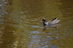 Gallinula tenebrosa