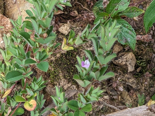 Kummerowia stipulacea iNat (1)
