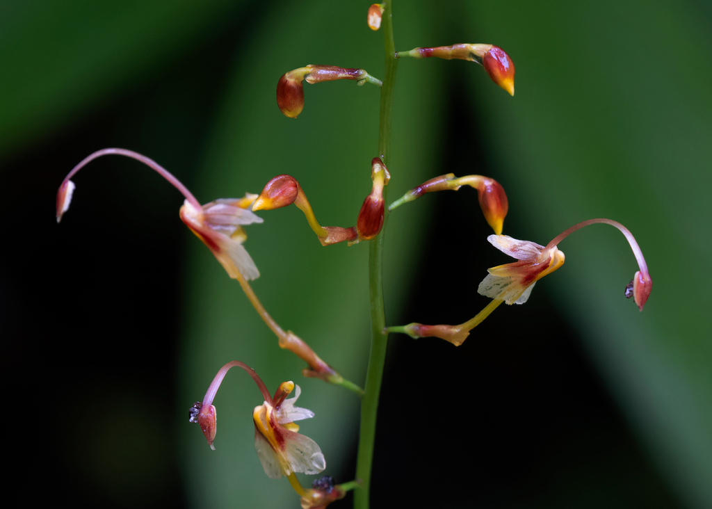 Globba clarkei (Globba clarkei)