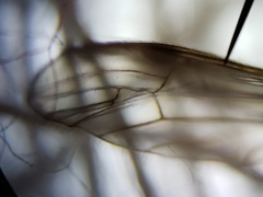 Gonomyia pleuralis