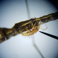 Gonomyia pleuralis