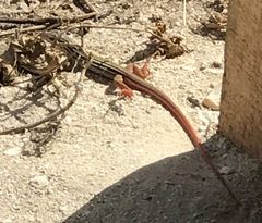 Aspidoscelis angusticeps angusticeps