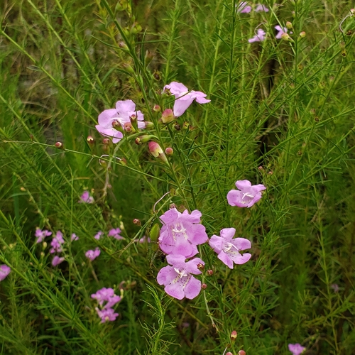 Image of Agalinis fasciculata by no rights reserved