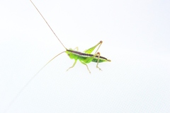 Conocephalus strictus
