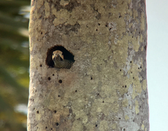 Colaptes fernandinae