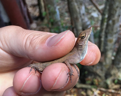 Anolis homolechis