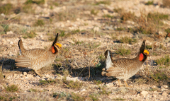 Tympanuchus pallidicinctus