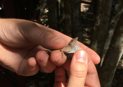 Anolis homolechis
