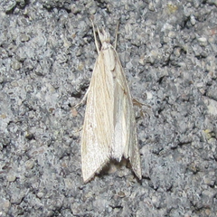 Eoreuma densellus