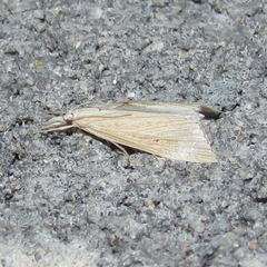 Eoreuma densellus
